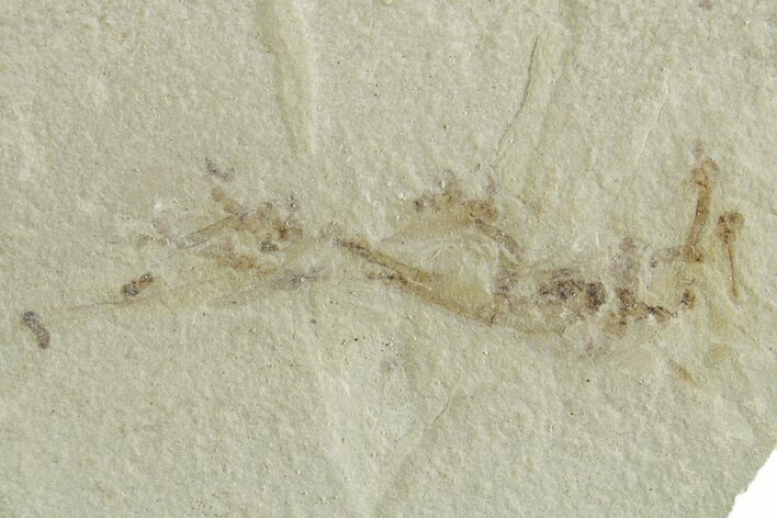 Crane Fly (Tipulidae) Mortality Plate - Green River Formation #356618